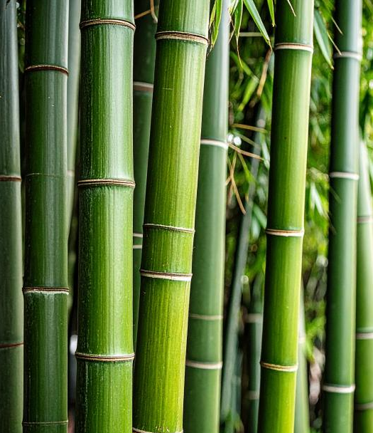 BAMBOO Raumduftspray
